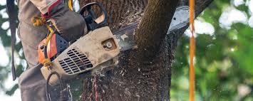 Professional Tree Removal Services in North St Paul, MN