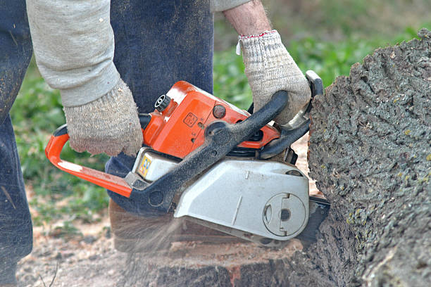 How Our Tree Care Process Works  in  North St Paul, MN